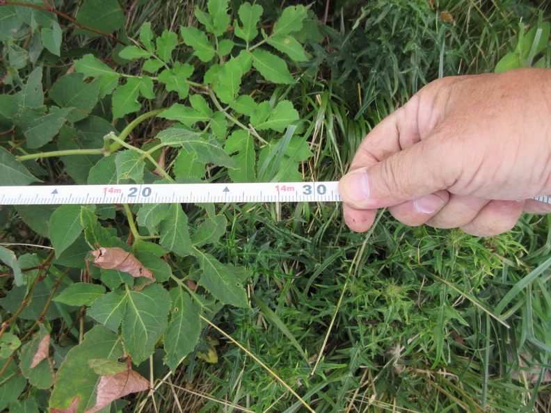 Hago 20180818 24.JPG